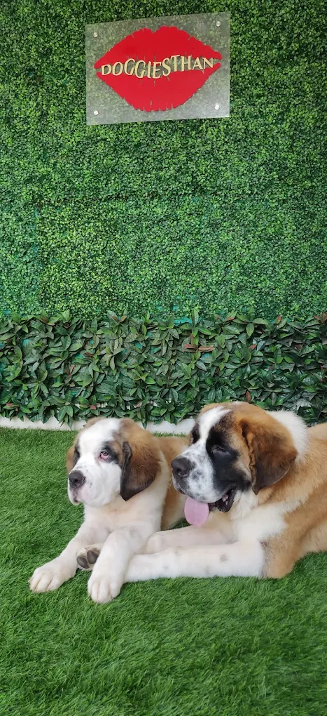 Pet grooming client transformation